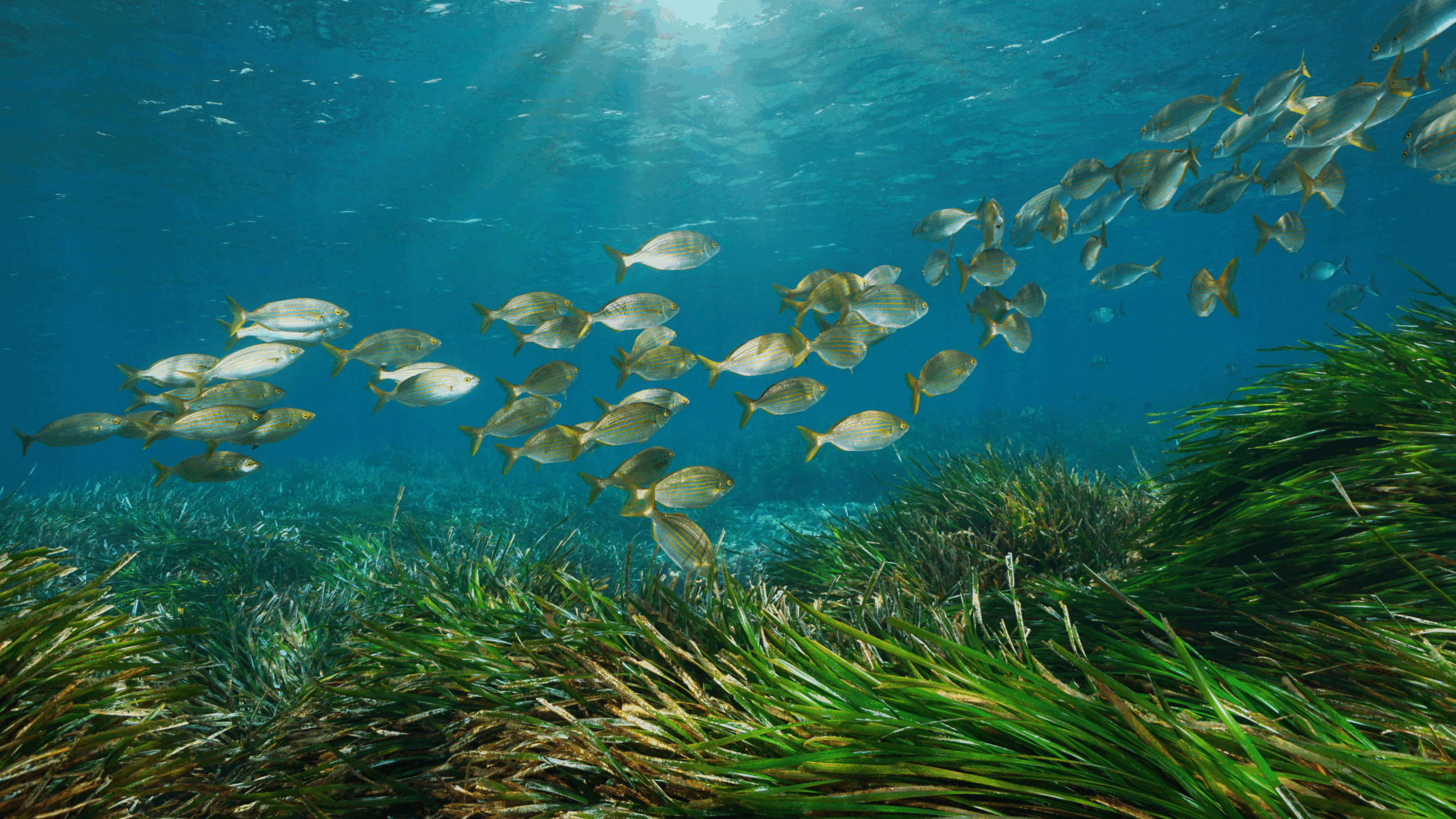 Posidonia Oceanica & Yacht Moorings #1